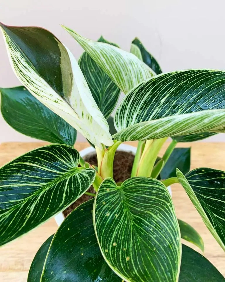 Philodendron Birkin Plant