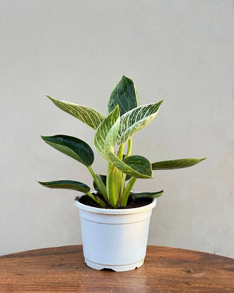 Philodendron Birkin Plant medium flower pot  