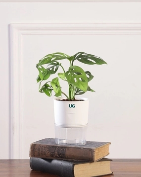 Philodendron Broken Heart In Self Watering Pot medium flower pot  
