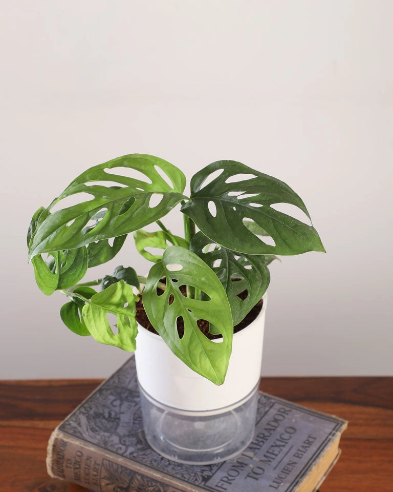 Philodendron Broken Heart In Self Watering Pot
