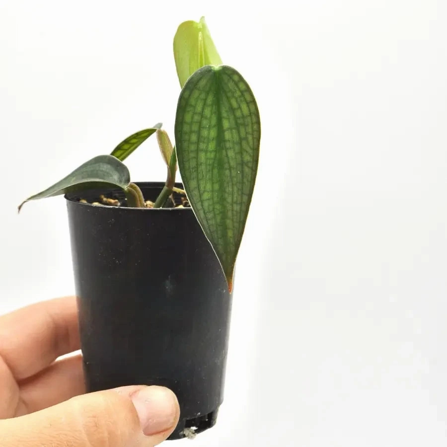 Philodendron Burle Marx Fantasy