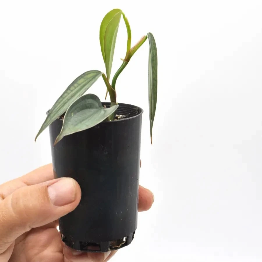 Philodendron Burle Marx Fantasy