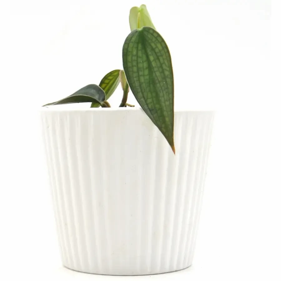 Philodendron Burle Marx Fantasy large flower pot  