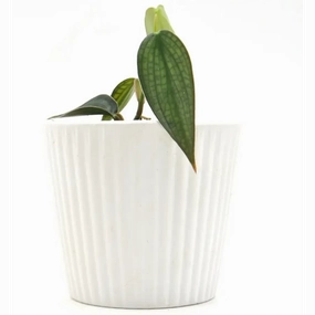 Philodendron Burle Marx Fantasy large flower pot  