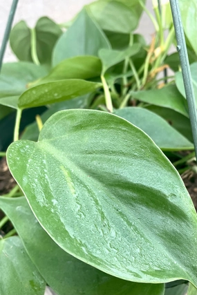 Philodendron cordatum 10" medium flower pot  