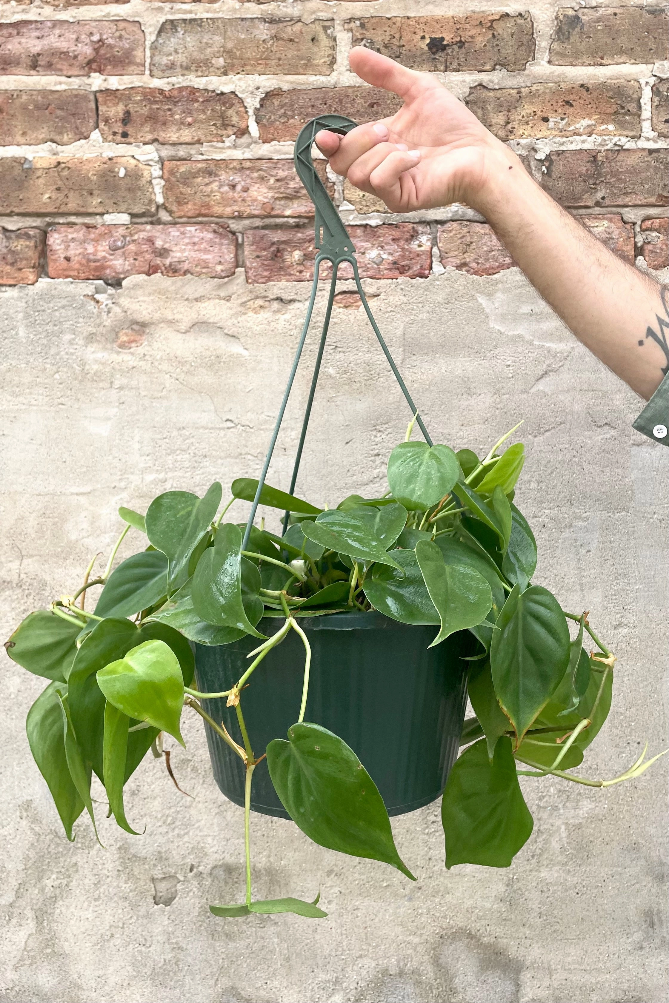 Philodendron cordatum 10"