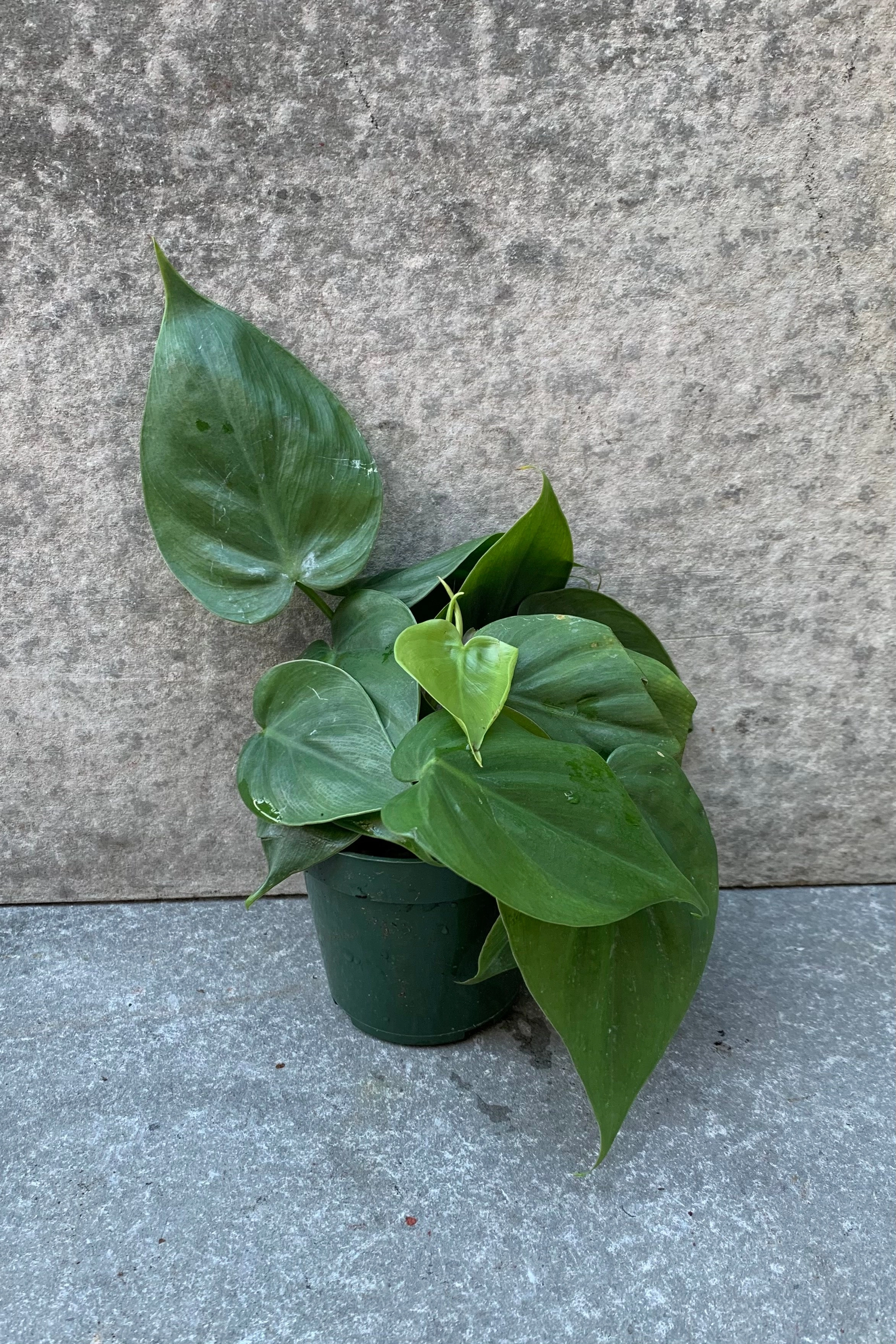Philodendron cordatum 4"
