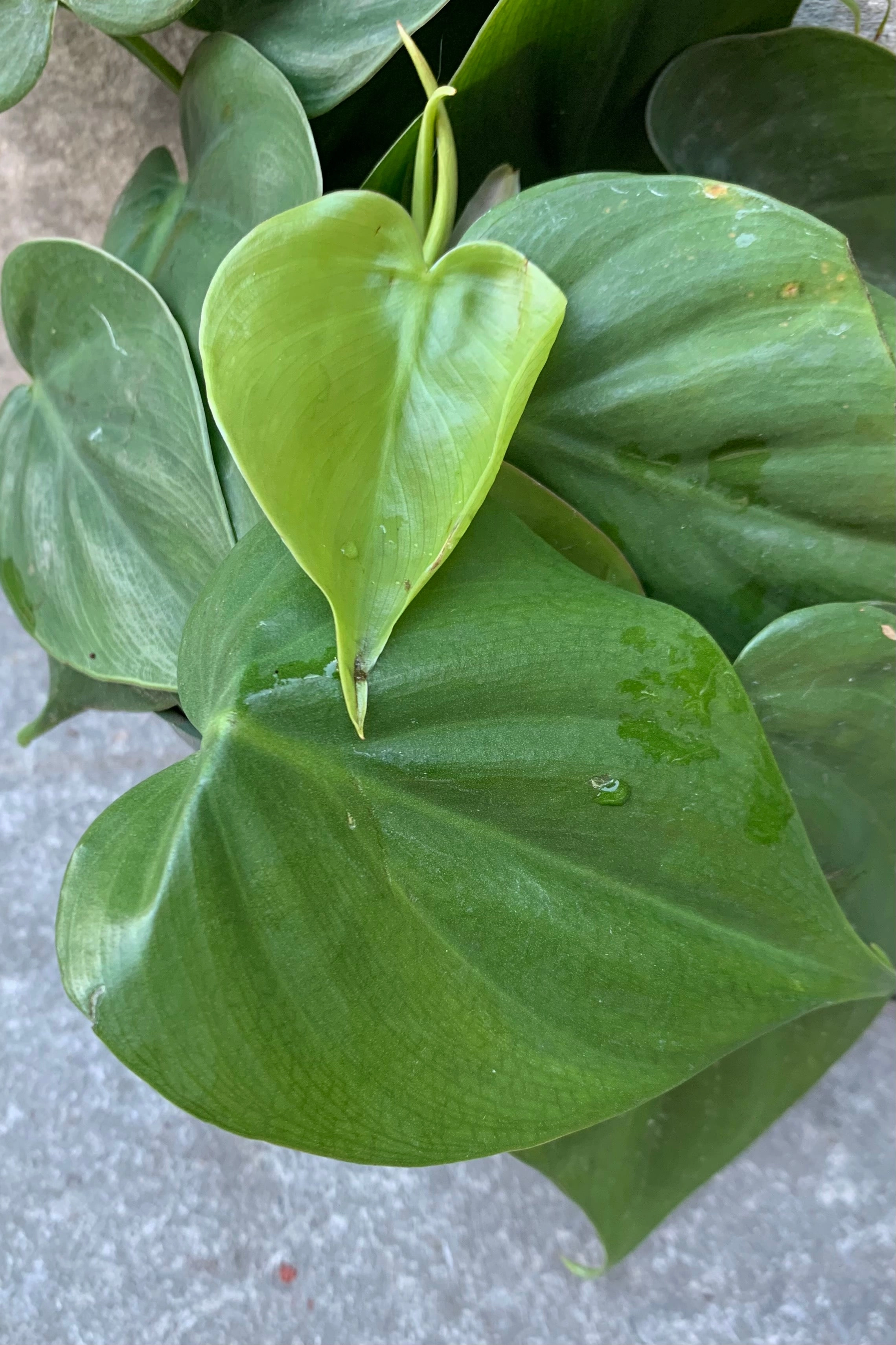 Philodendron cordatum 4" medium flower pot  