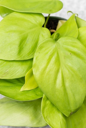 Philodendron cordatum 'Aureum' 4" medium flower pot  