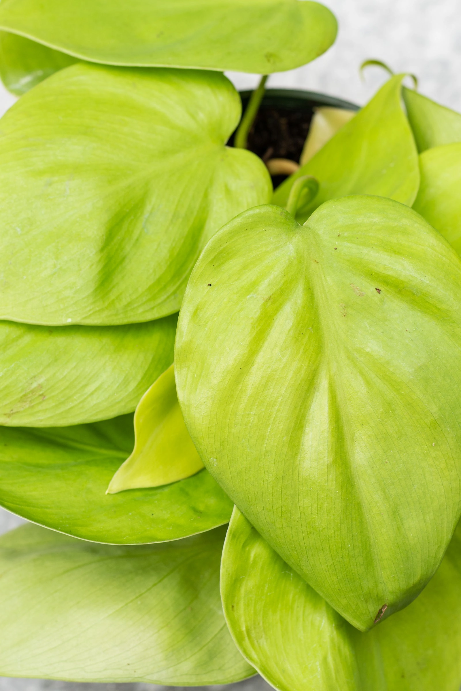 Philodendron cordatum 'Aureum' 4" medium flower pot  