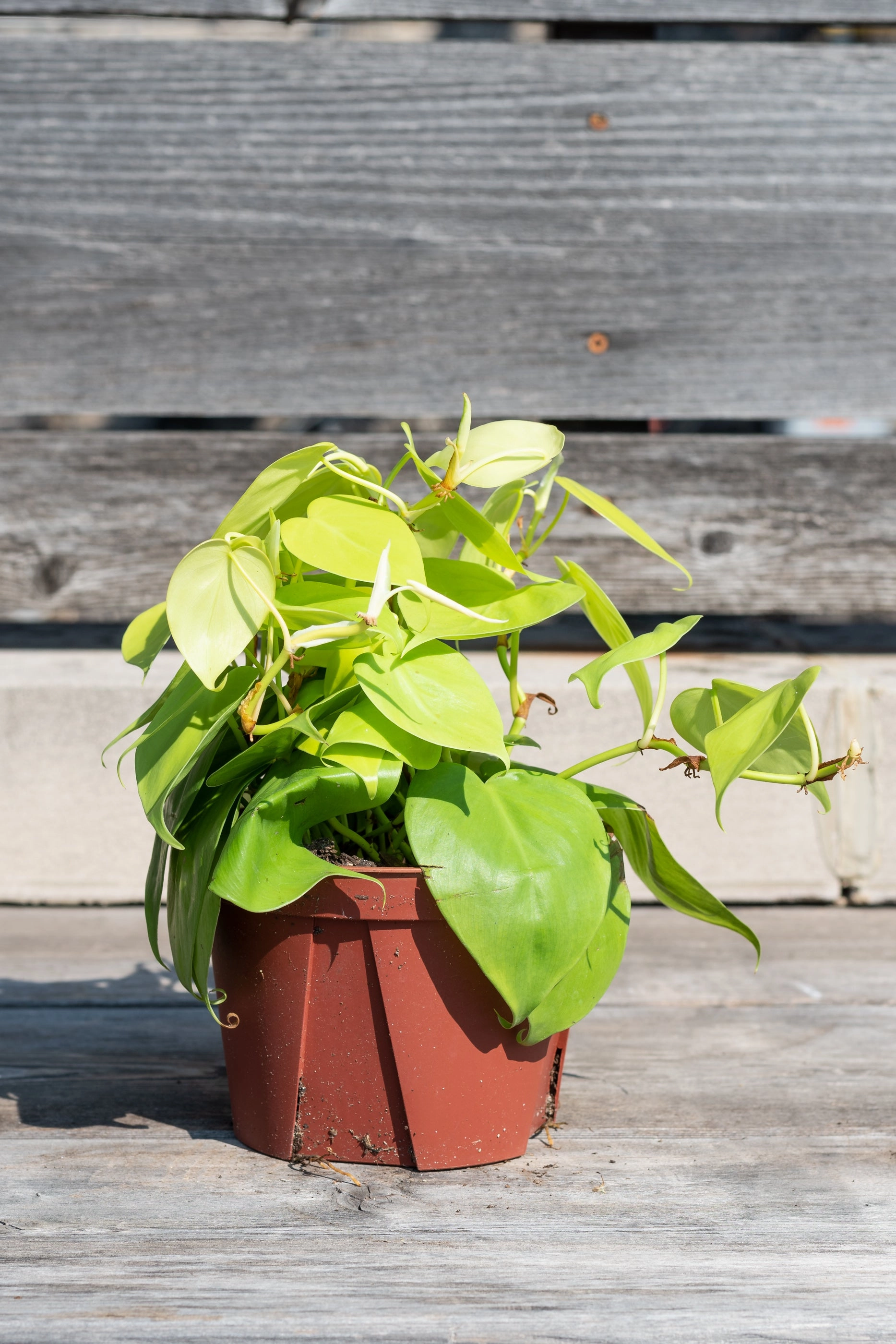 Philodendron cordatum 'Aureum' 6"