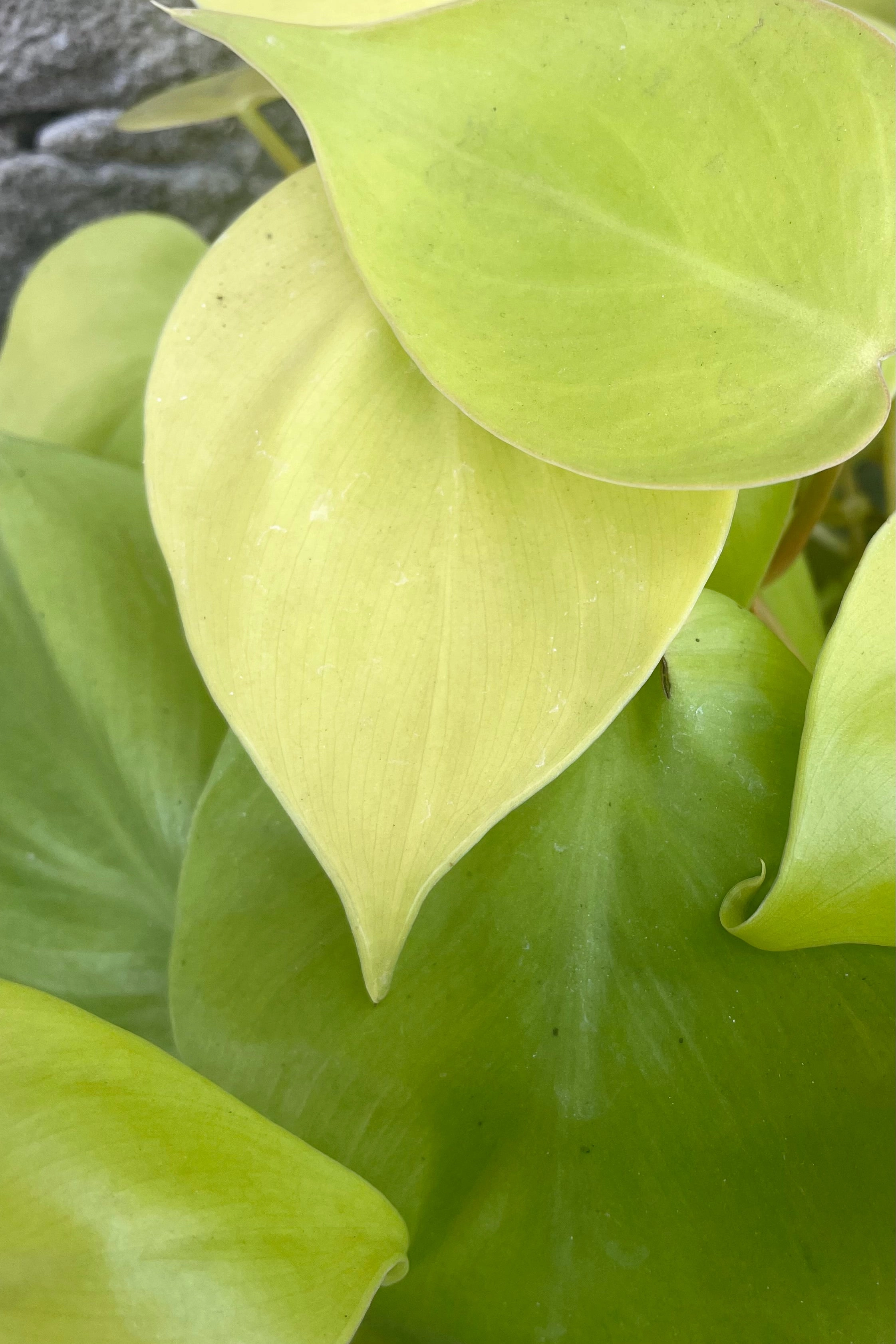 Philodendron cordatum 'Aureum' 6" medium flower pot  