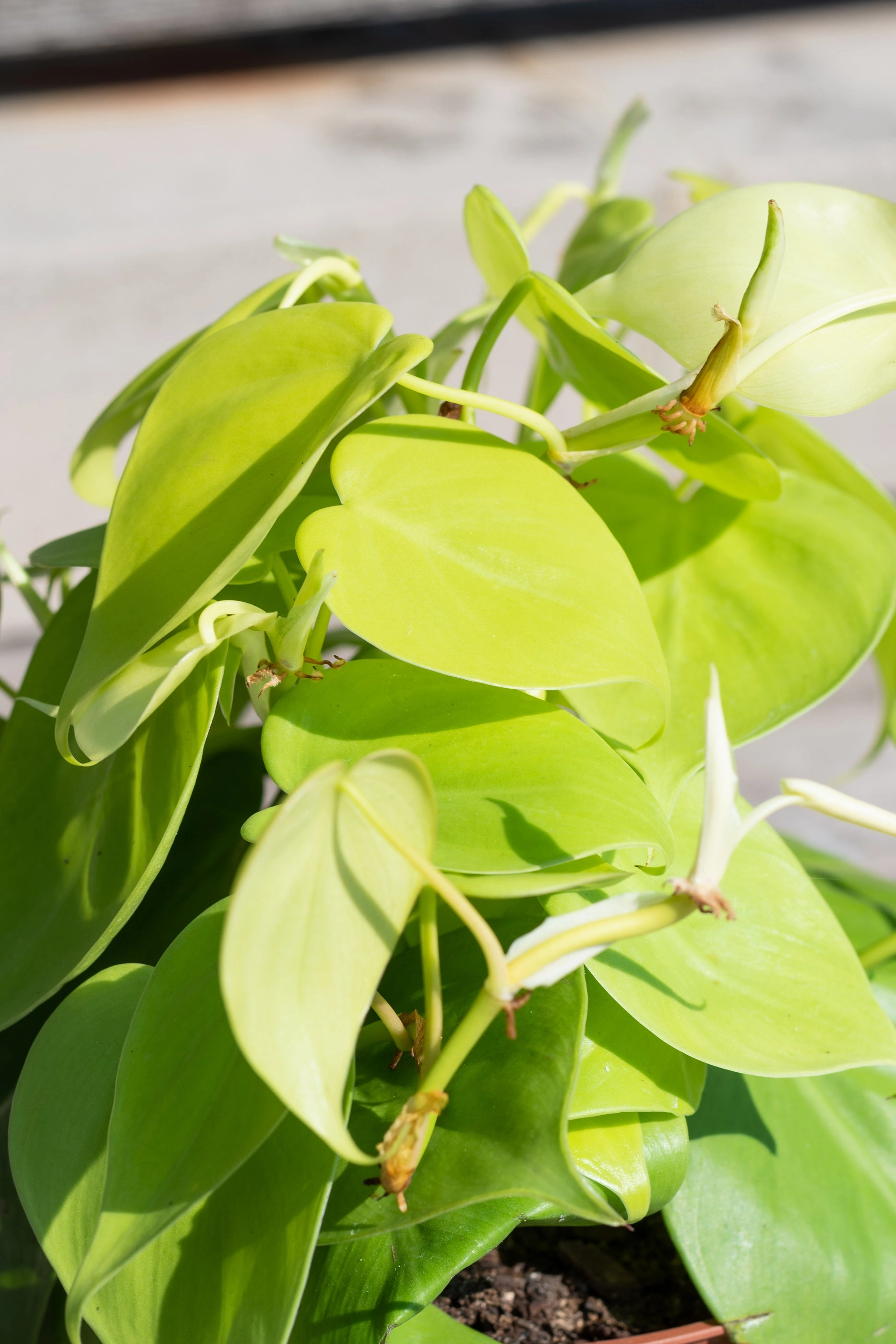 Philodendron cordatum 'Aureum' 6"