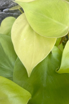 Philodendron cordatum 'Aureum' 6" medium flower pot  