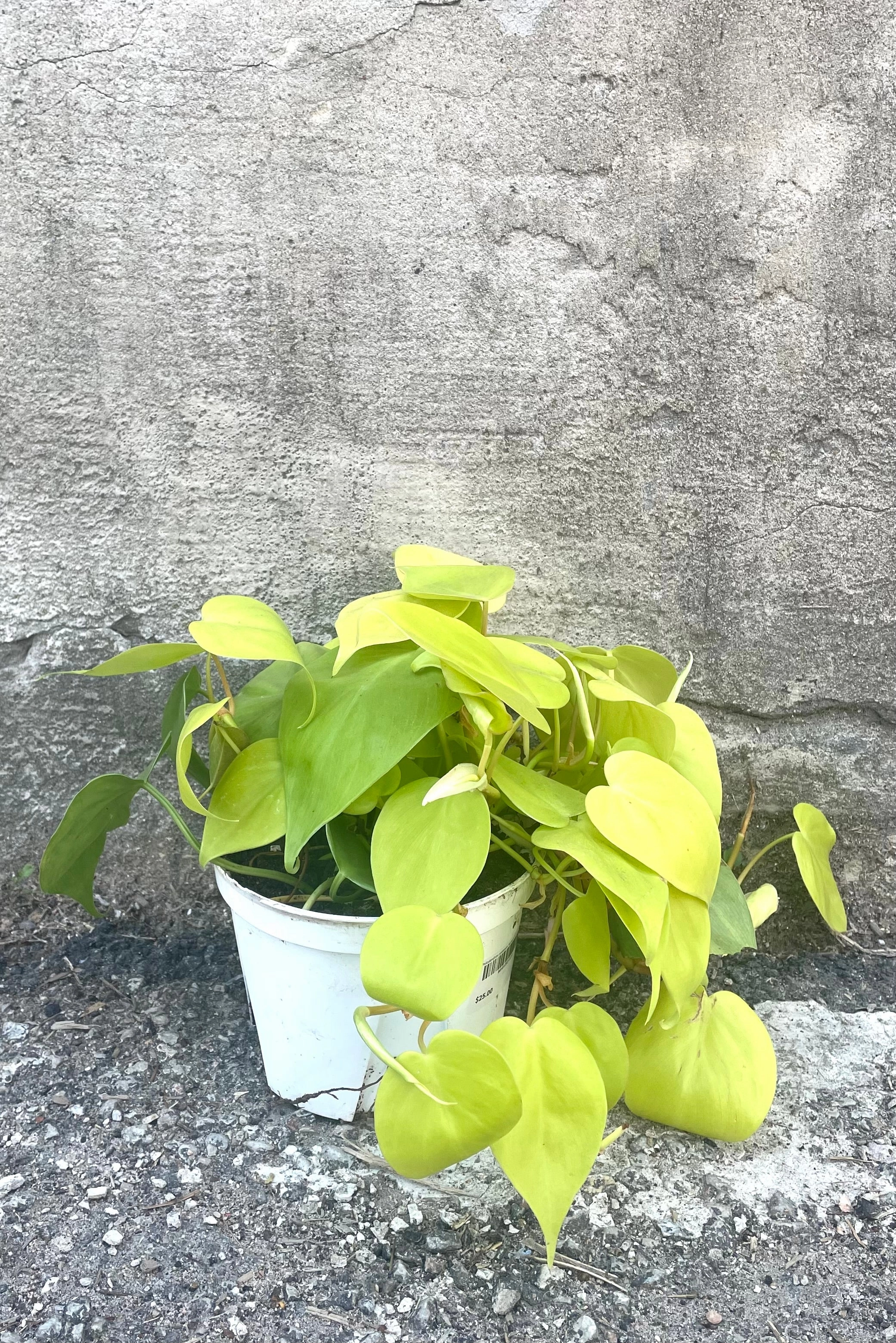 Philodendron cordatum 'Aureum' 6"