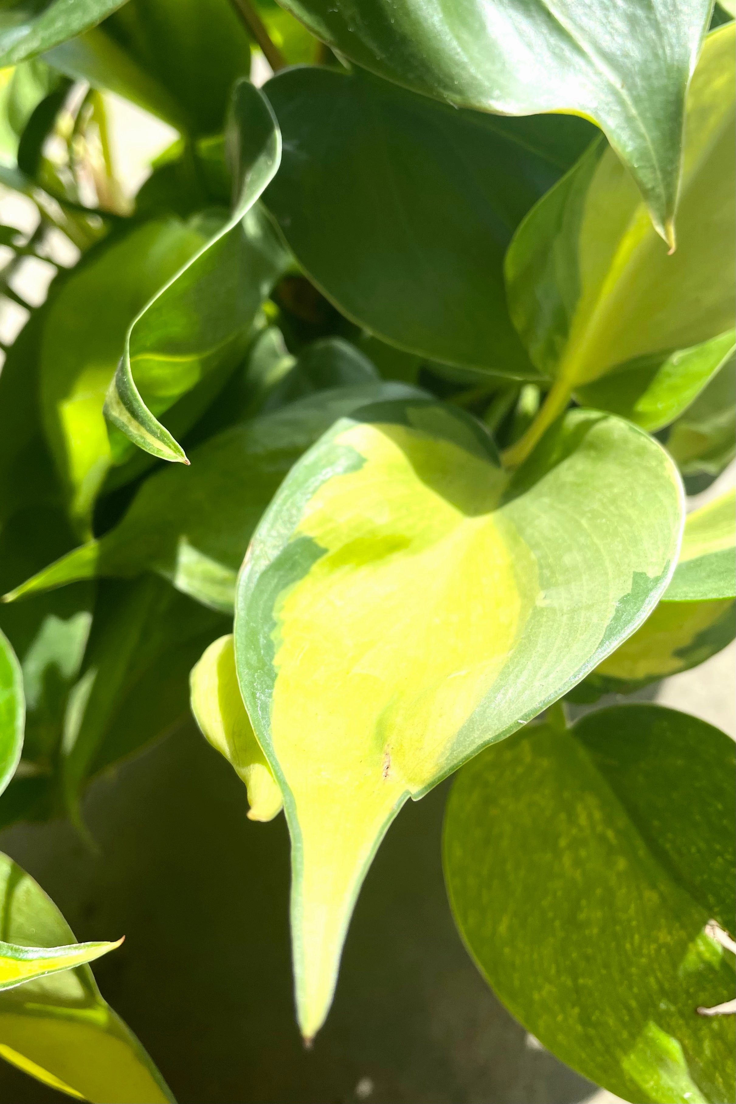 Philodendron cordatum 'Brasil' 6" medium flower pot  