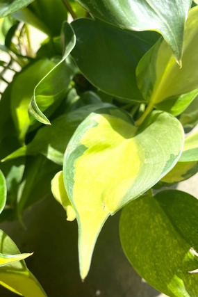 Philodendron cordatum 'Brasil' 6" medium flower pot  