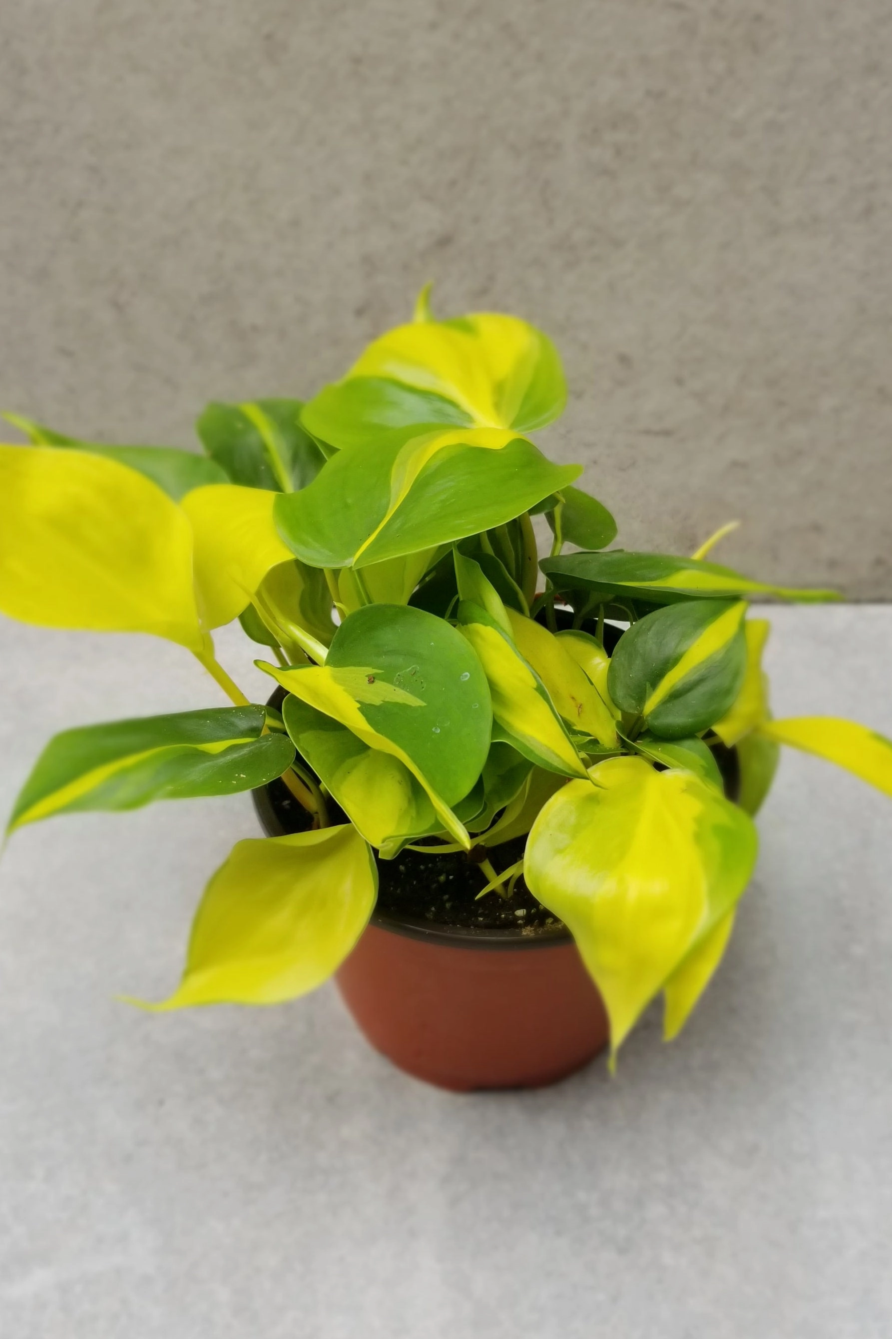 Philodendron cordatum 'Brasil' 6"