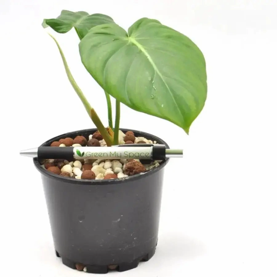 Philodendron Dean McDowell - Hydro