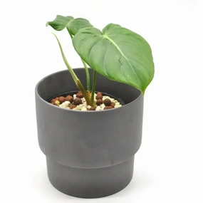Philodendron Dean McDowell - Hydro large flower pot  