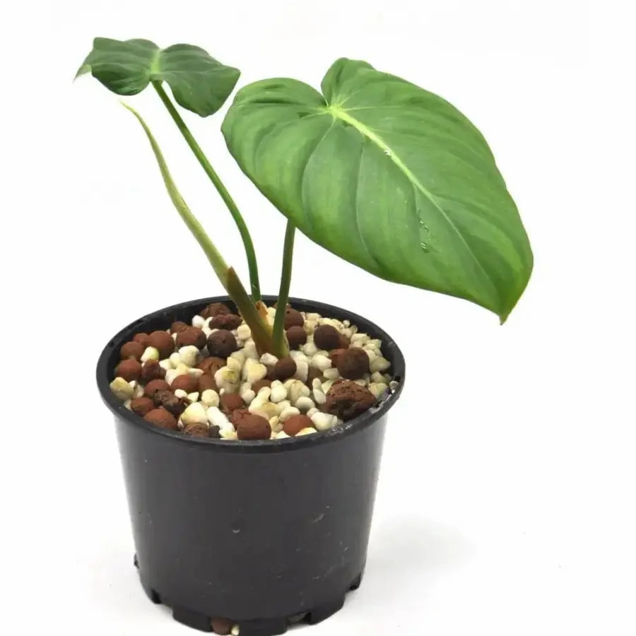 Philodendron Dean McDowell - Hydro