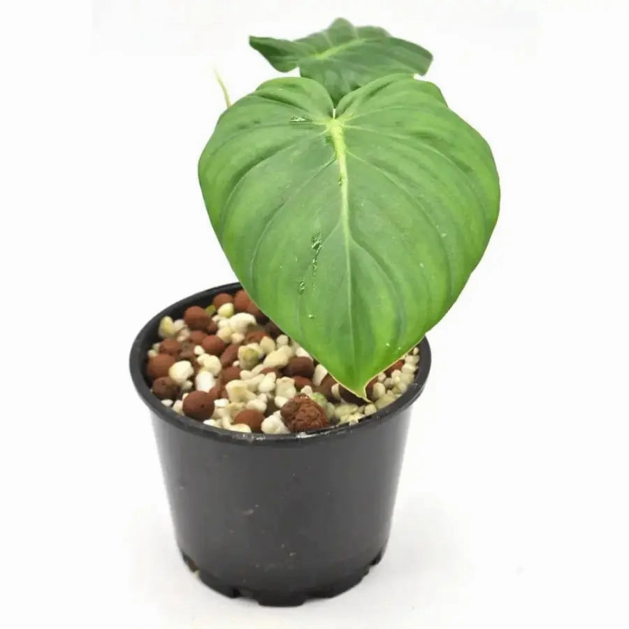 Philodendron Dean McDowell - Hydro