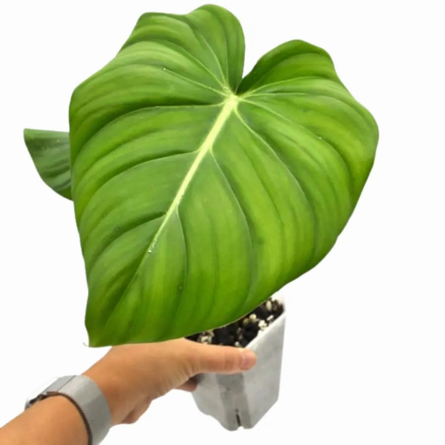 Philodendron Dean McDowell