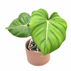 Philodendron Dean McDowell large flower pot  