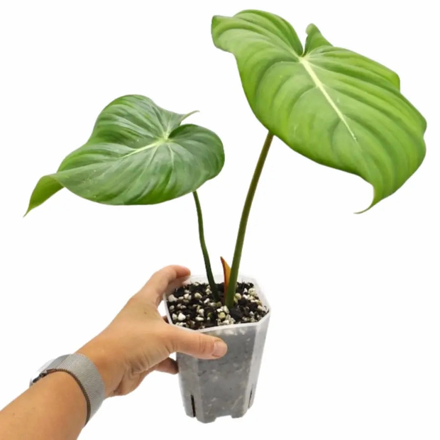 Philodendron Dean McDowell