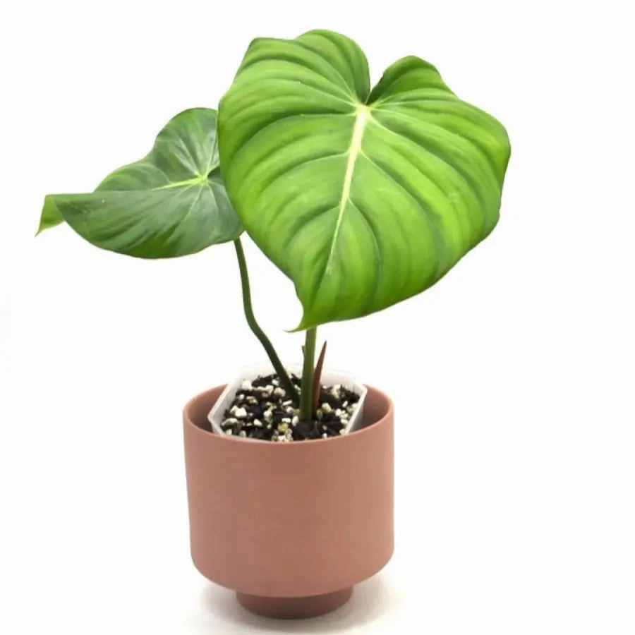 Philodendron Dean McDowell