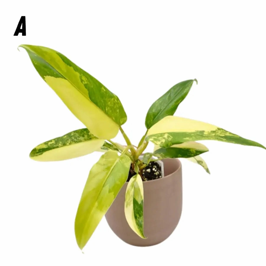 Philodendron Domesticum Variegata large flower pot  