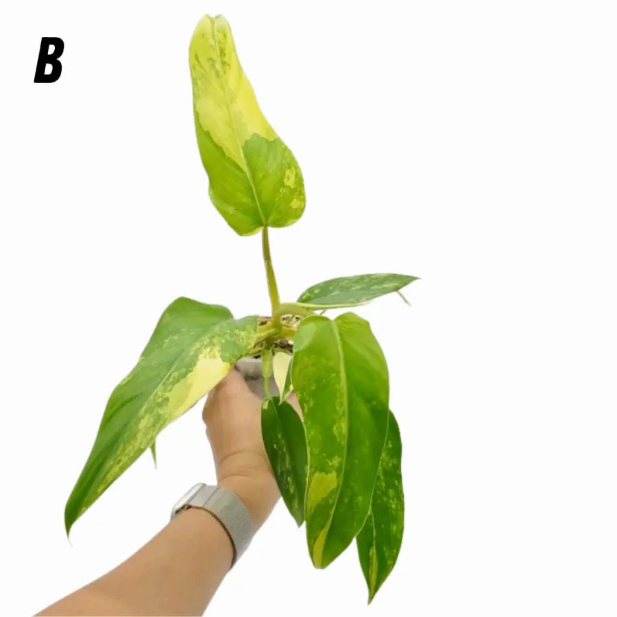 Philodendron Domesticum Variegata