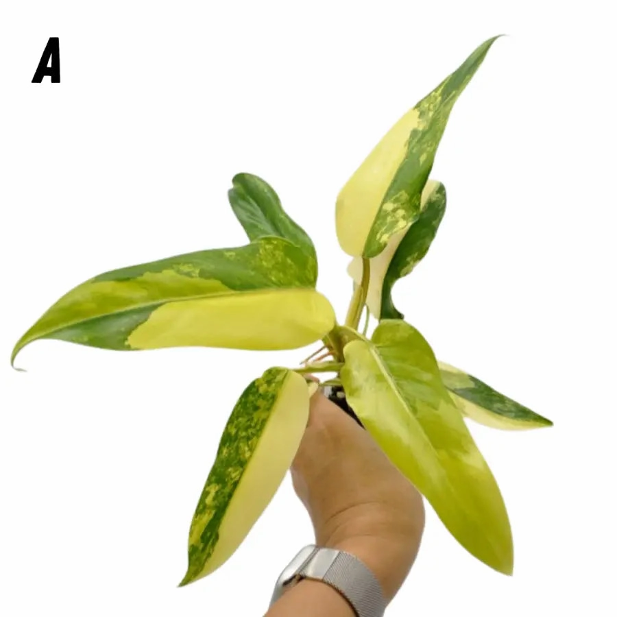 Philodendron Domesticum Variegata