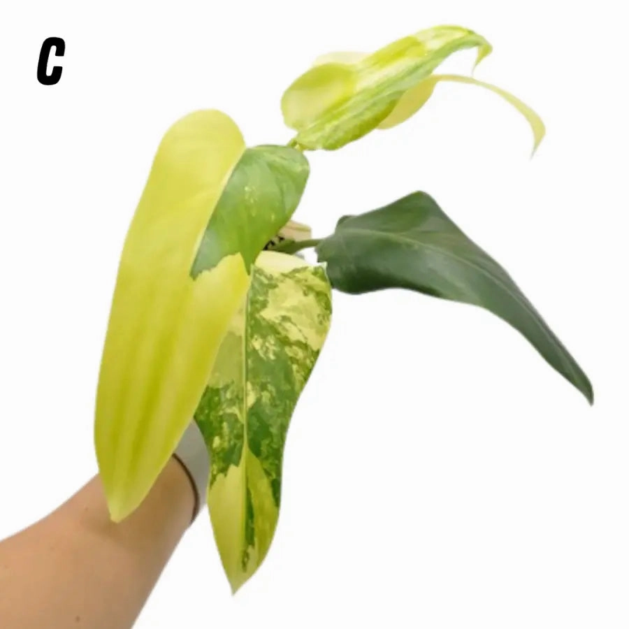 Philodendron Domesticum Variegata