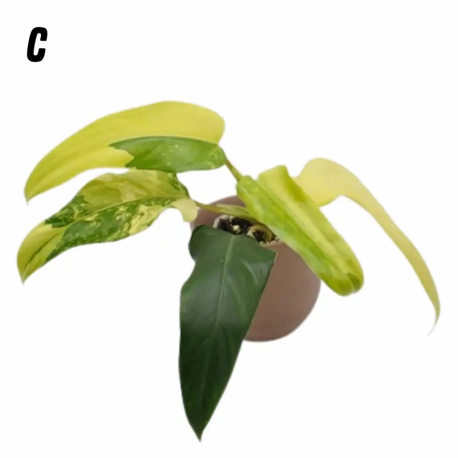 Philodendron Domesticum Variegata