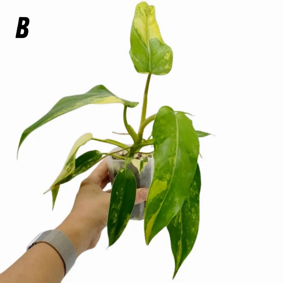 Philodendron Domesticum Variegata
