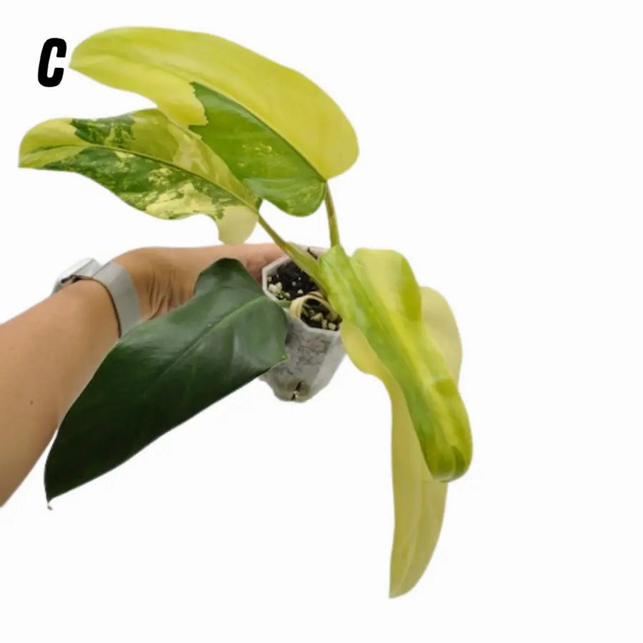Philodendron Domesticum Variegata