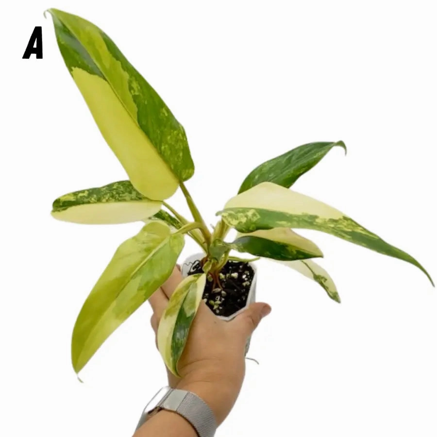Philodendron Domesticum Variegata