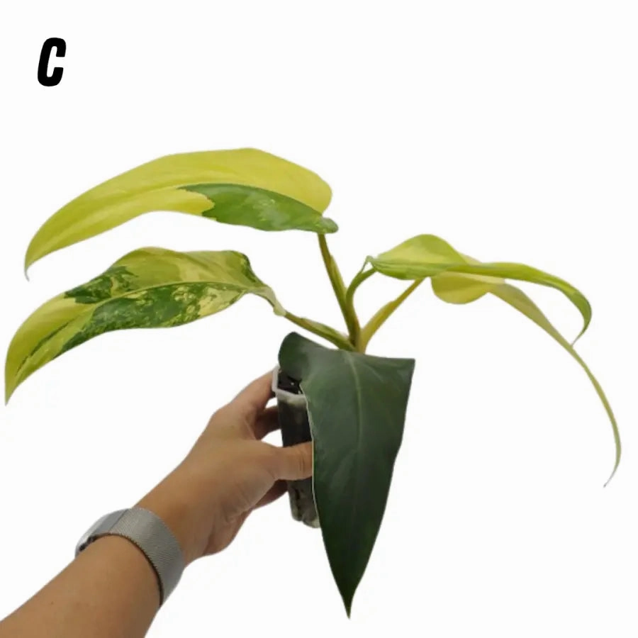 Philodendron Domesticum Variegata