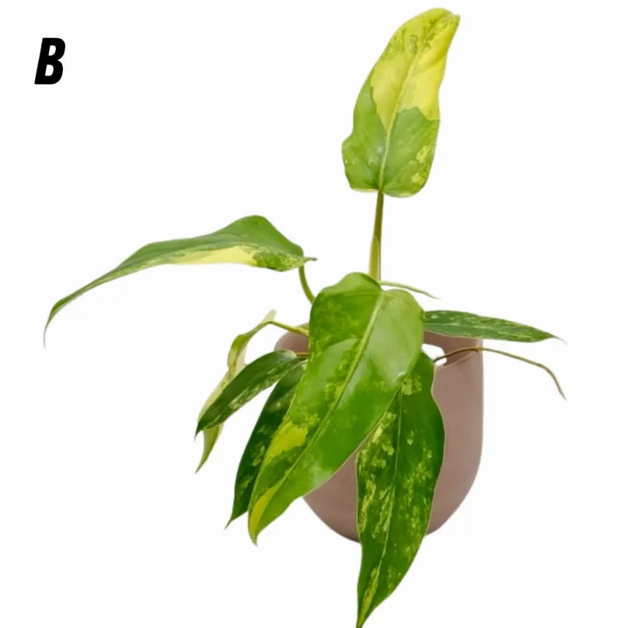 Philodendron Domesticum Variegata