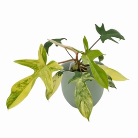 Philodendron Florida Beauty large flower pot  