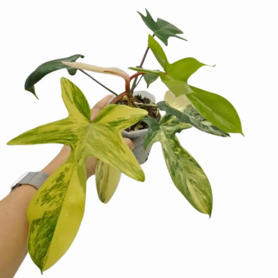 Philodendron Florida Beauty