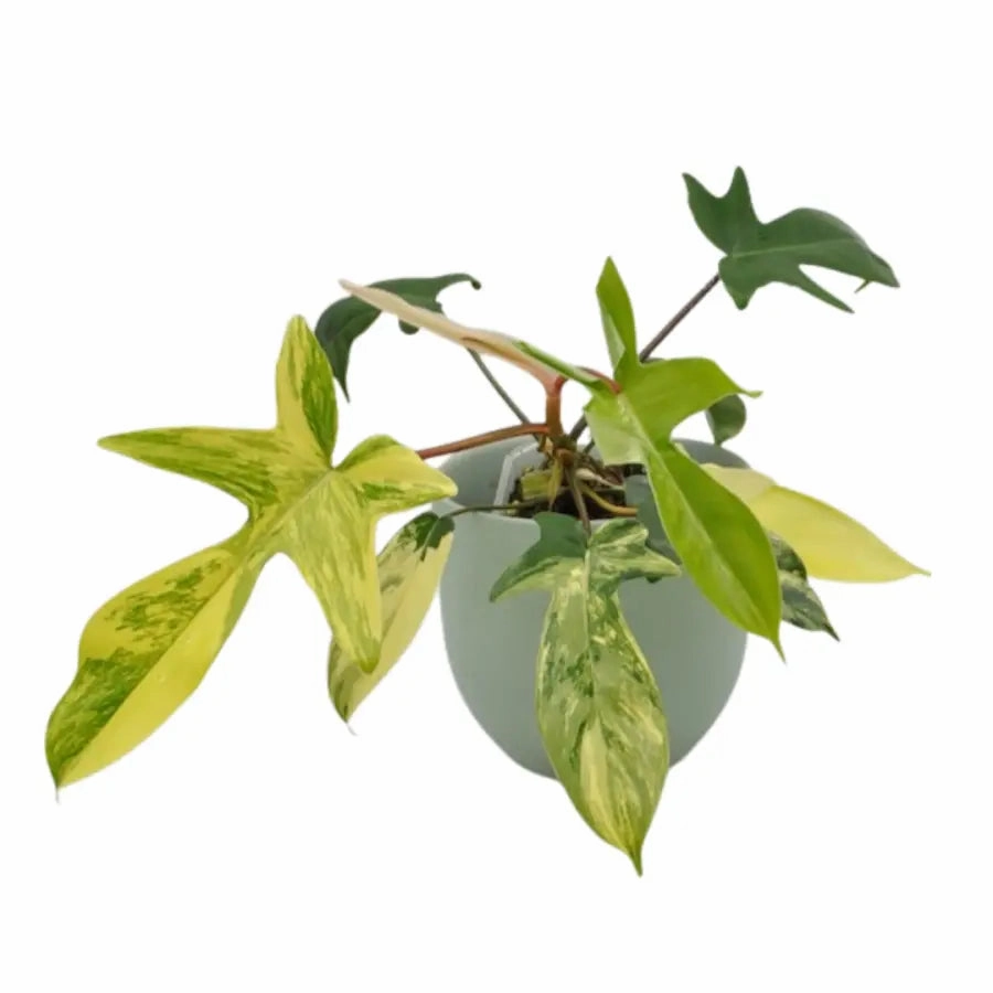 Philodendron Florida Beauty large flower pot  