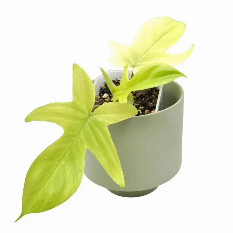 Philodendron Florida Ghost