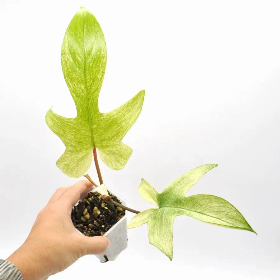 Philodendron Florida Ghost