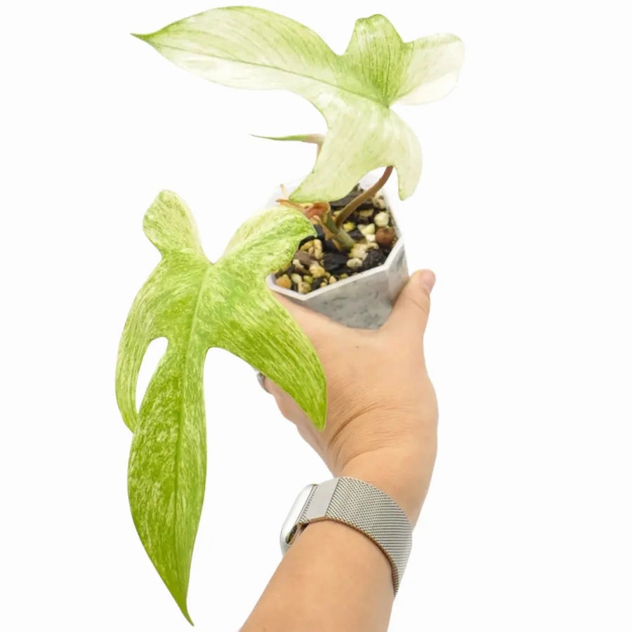 Philodendron Florida Ghost
