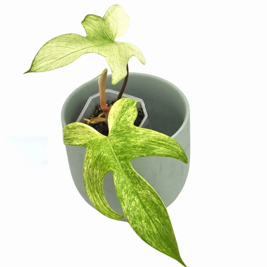 Philodendron Florida Ghost