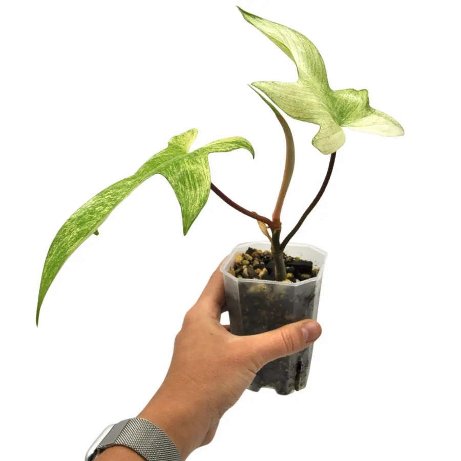 Philodendron Florida Ghost