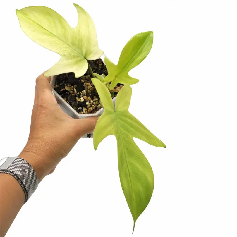 Philodendron Florida Ghost