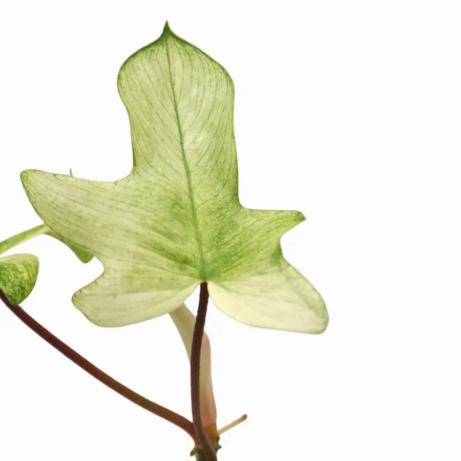 Philodendron Florida Ghost